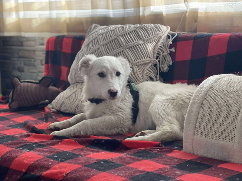 ZACK - liebevoller Hundebub