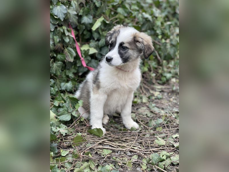 BELLA - sucht ihr Für-immer-Zuhause