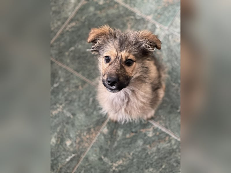 MARTHA - liebevolles Hundemädchen