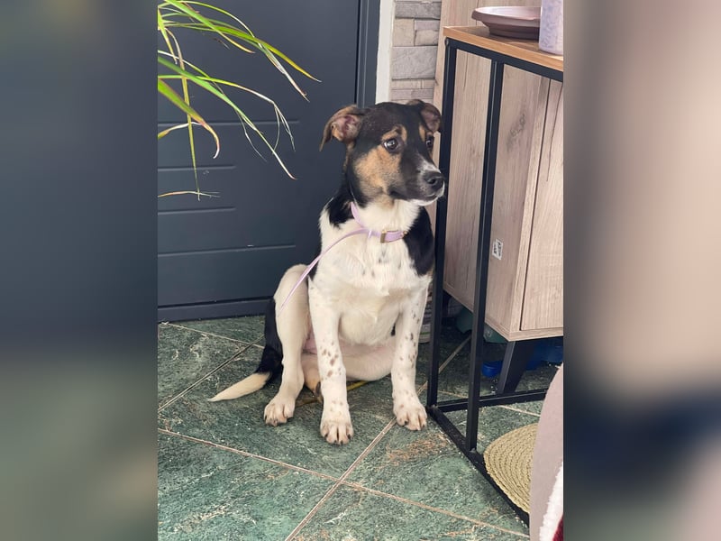 MELODY - Traumzuhause gesucht