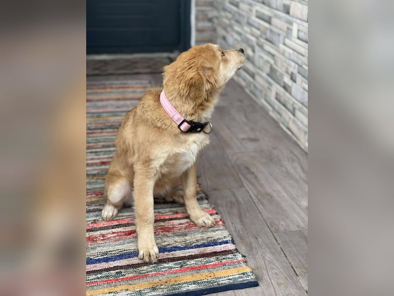 CRUMPET - verspielte Schönheit