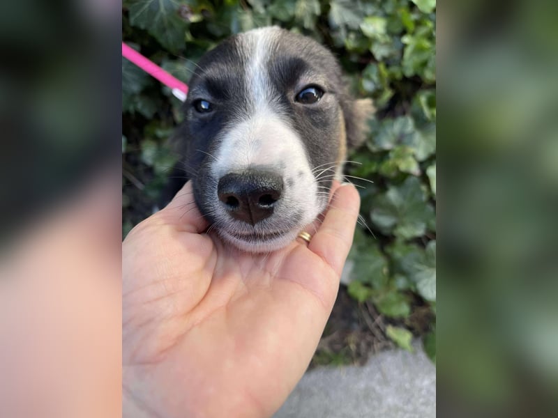 EFFIE - süßes Hundemädchen