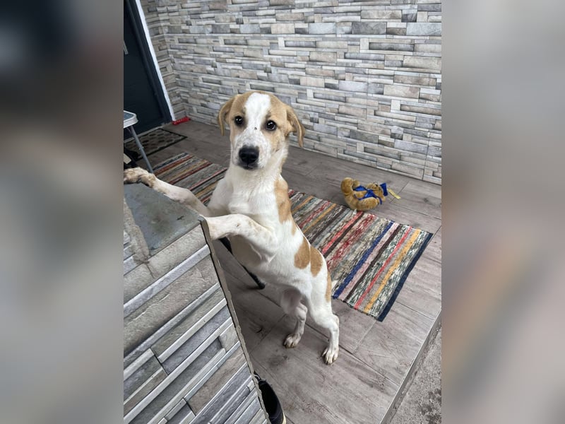 HANNAH - sucht ihre Menschen