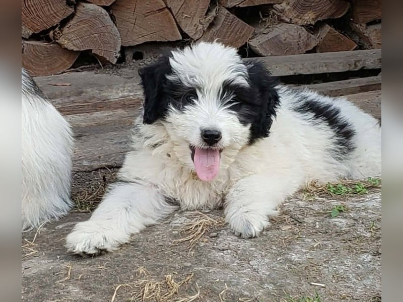 LOTTE - Traumzuhause gesucht
