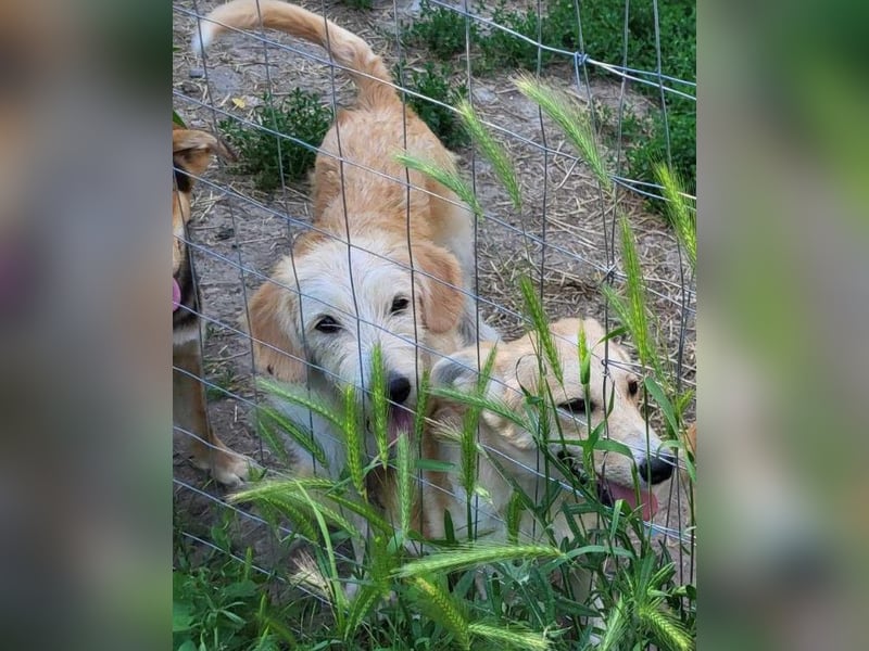 LUCA - ist bereit für Abenteuer *reserviert*
