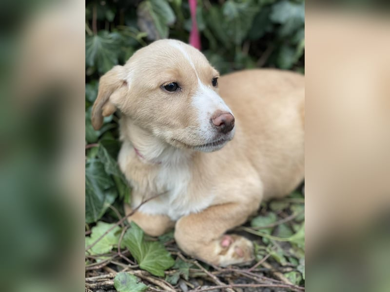 PAULA - liebevolles Hundemädchen *reserviert*