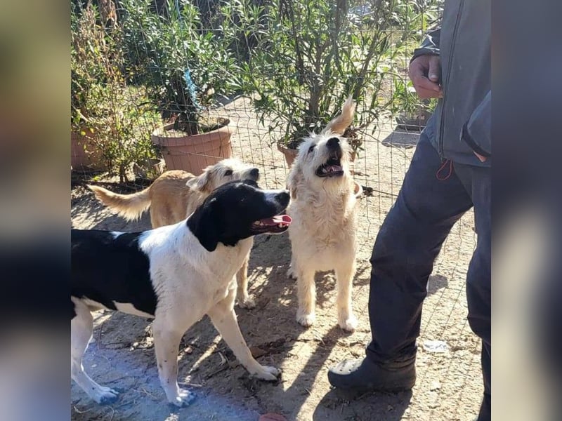 LUCA - ist bereit für Abenteuer *reserviert*