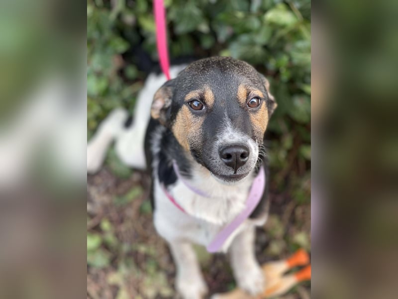 MELODY - Traumzuhause gesucht