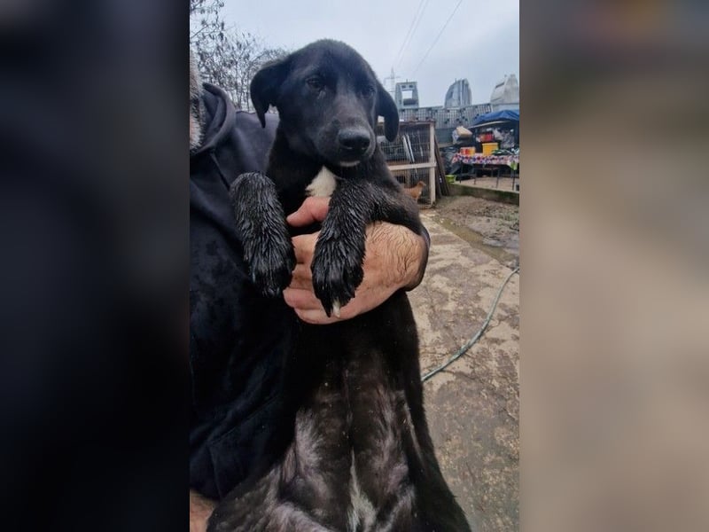 ALLY - schwarze Schönheit