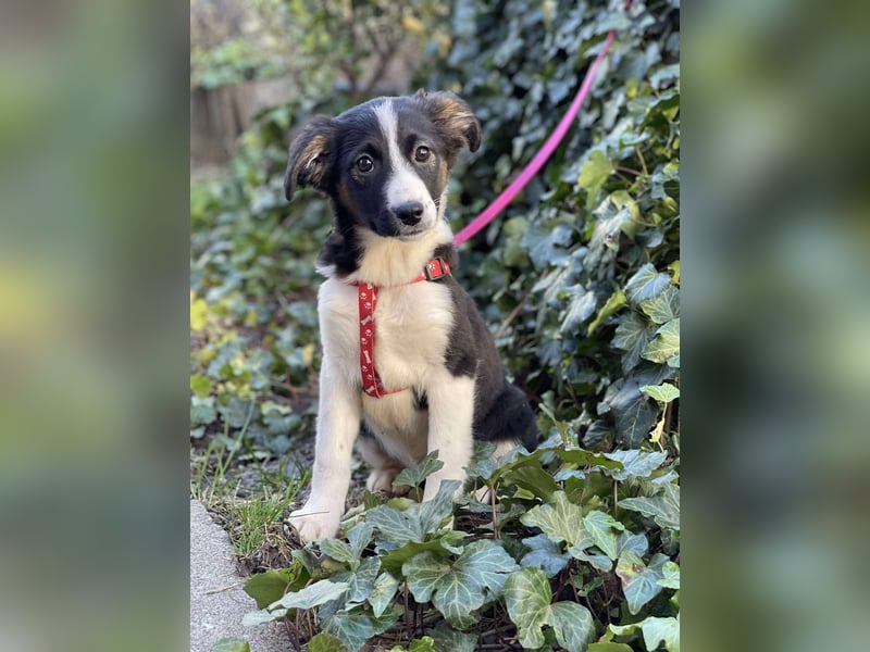 EFFIE - süßes Hundemädchen