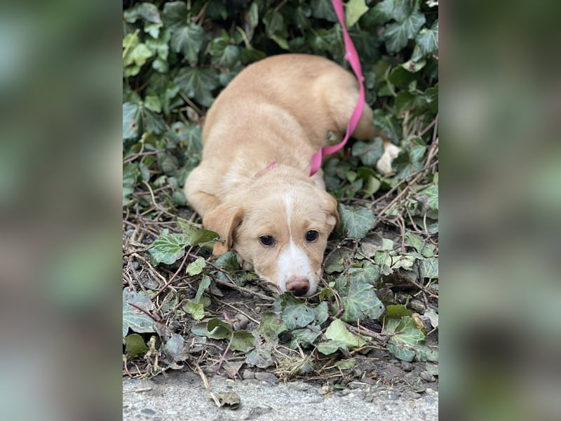 PAULA - liebevolles Hundemädchen *reserviert*