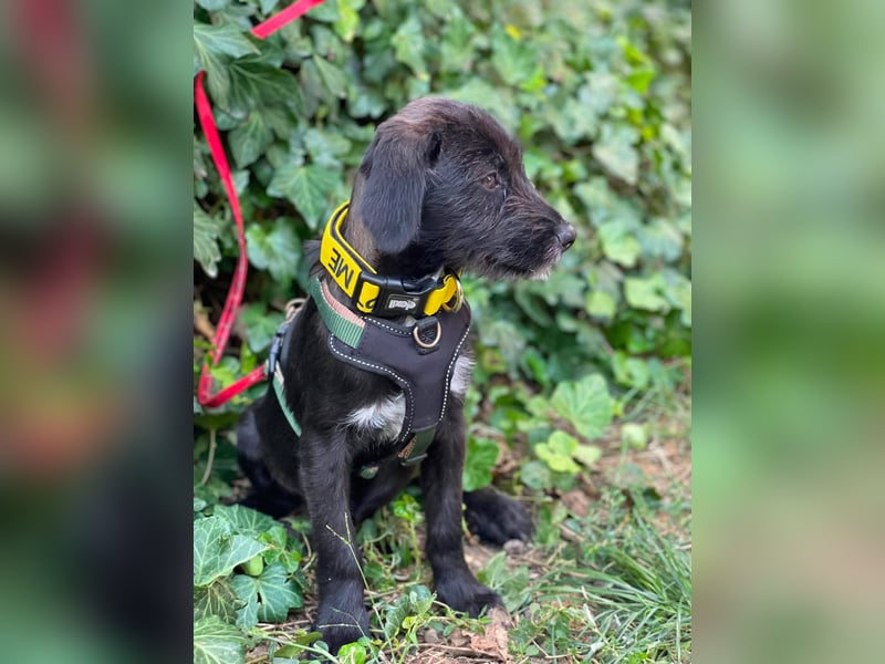 MILLIE - liebevolles Hundemädchen sucht ihr Zuhause