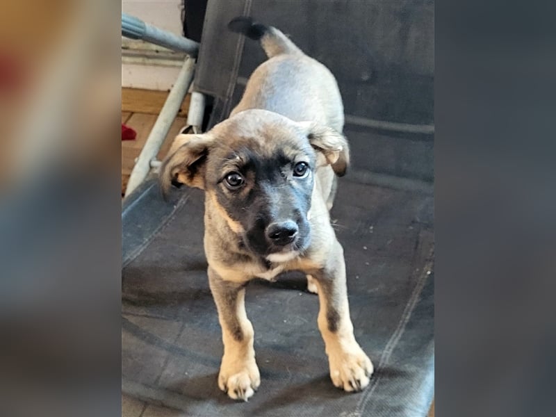 COOKIE - wo darf sie glücklich werden?