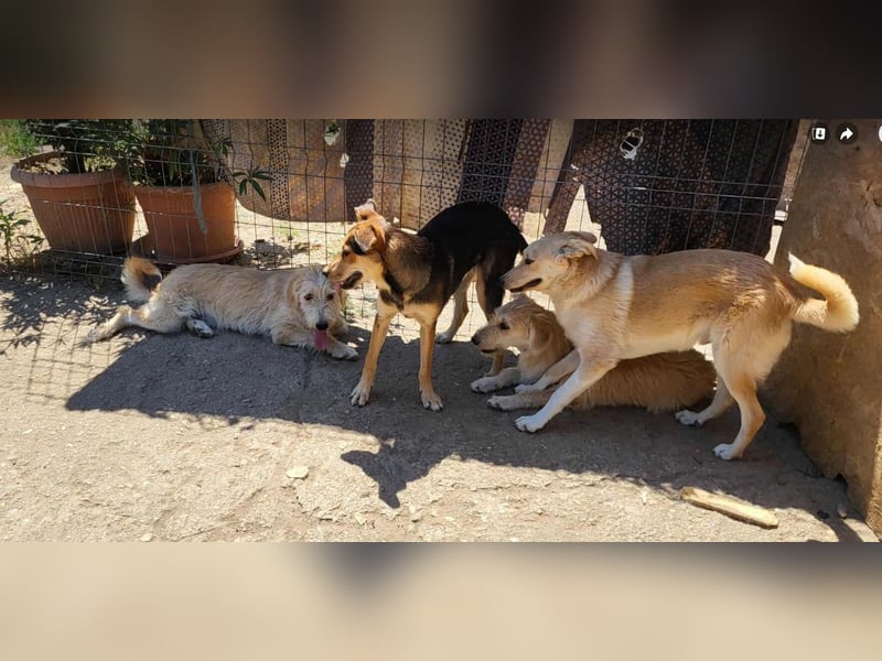 LENNI - bringt Lebensfreude ins Haus