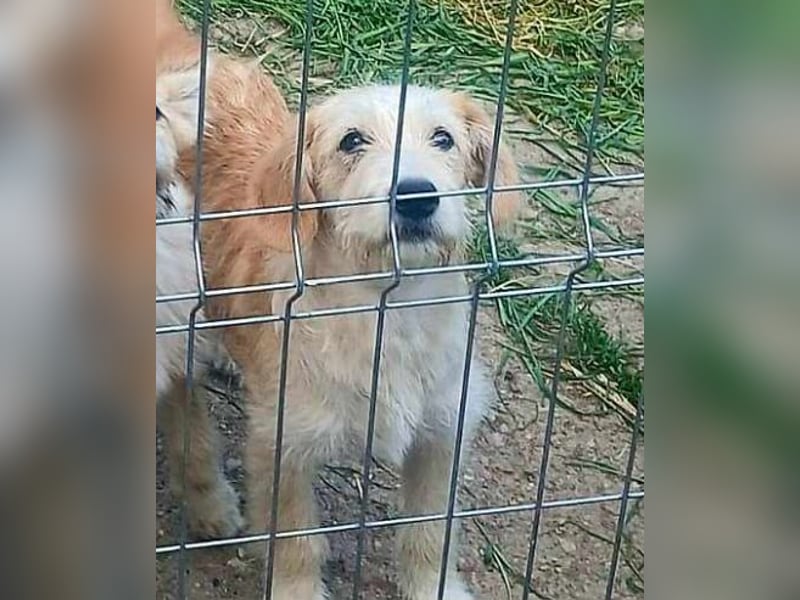 LUCA - ist bereit für Abenteuer *reserviert*