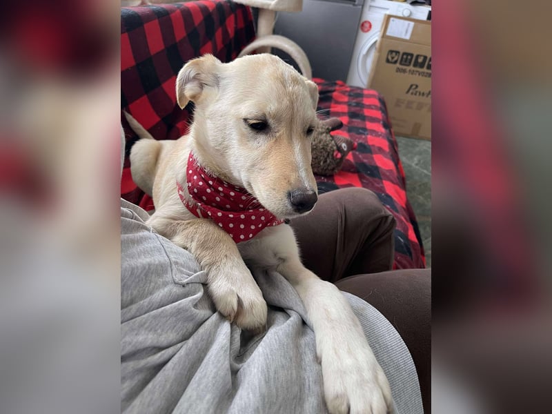 MELISSA - Zuhause gesucht