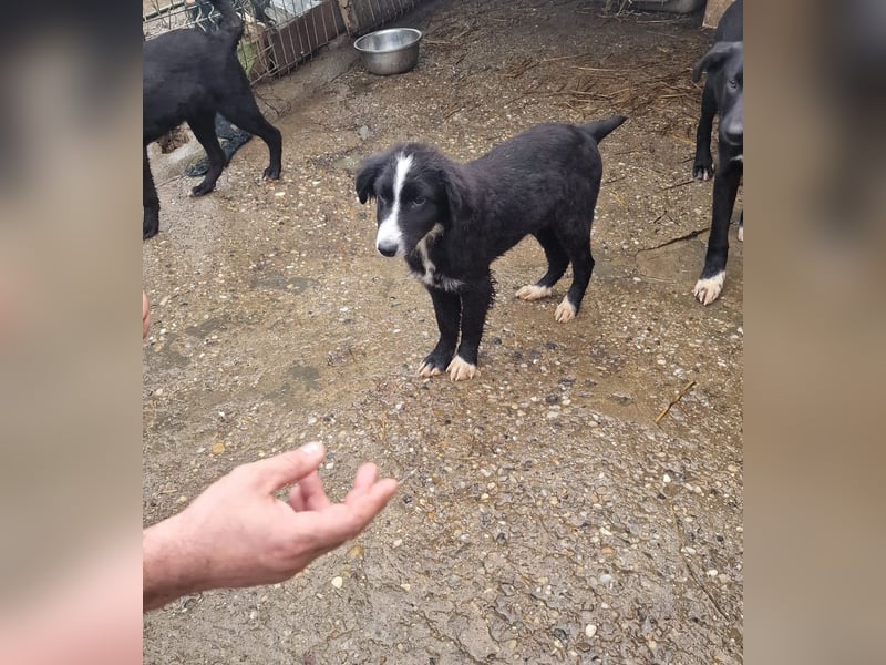 REX - sucht seinen sicheren Hafen