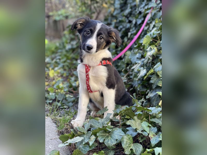 EFFIE - süßes Hundemädchen