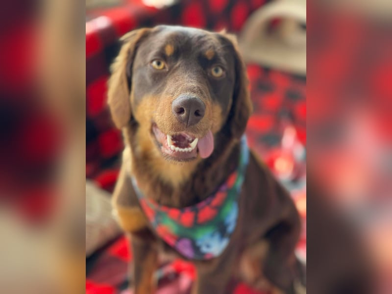 ROSIE - verspielte Schönheit *reserviert*