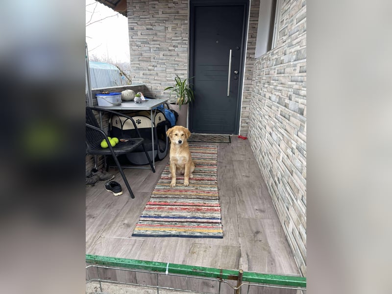 CRUMPET - verspielte Schönheit