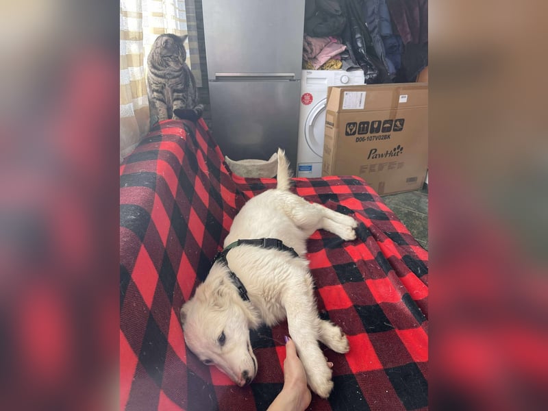 ZACK - liebevoller Hundebub