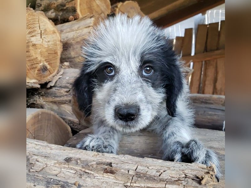ARYA - zuckersüßes Hundekind