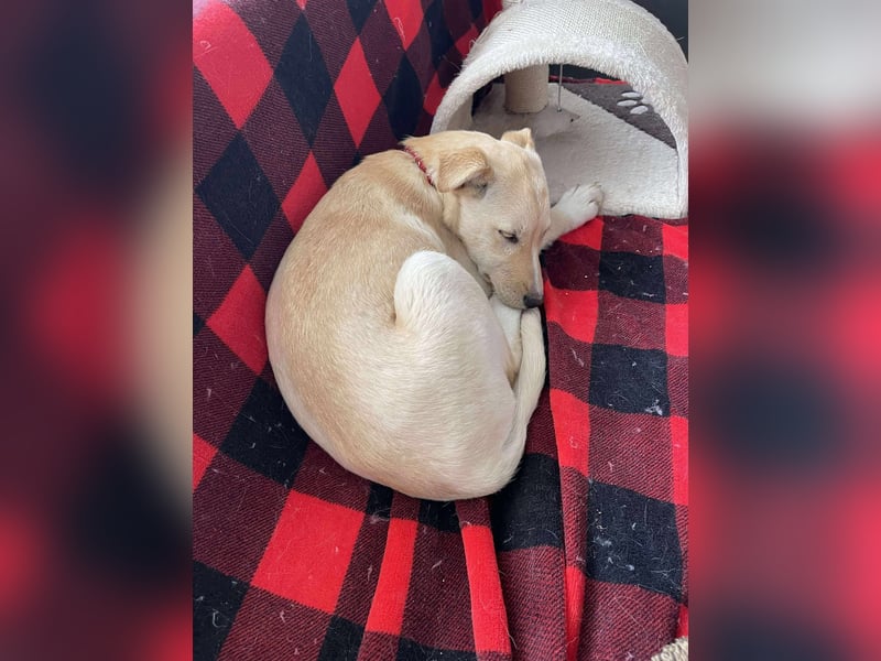 MELISSA - Zuhause gesucht