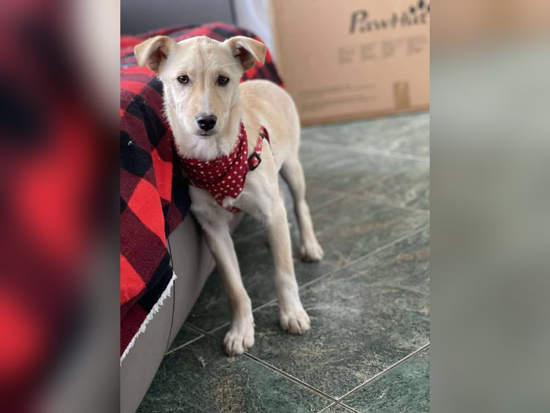 MELISSA - Zuhause gesucht