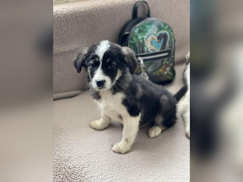 NALA - sanfte Seele sucht ihre Menschen *reserviert*