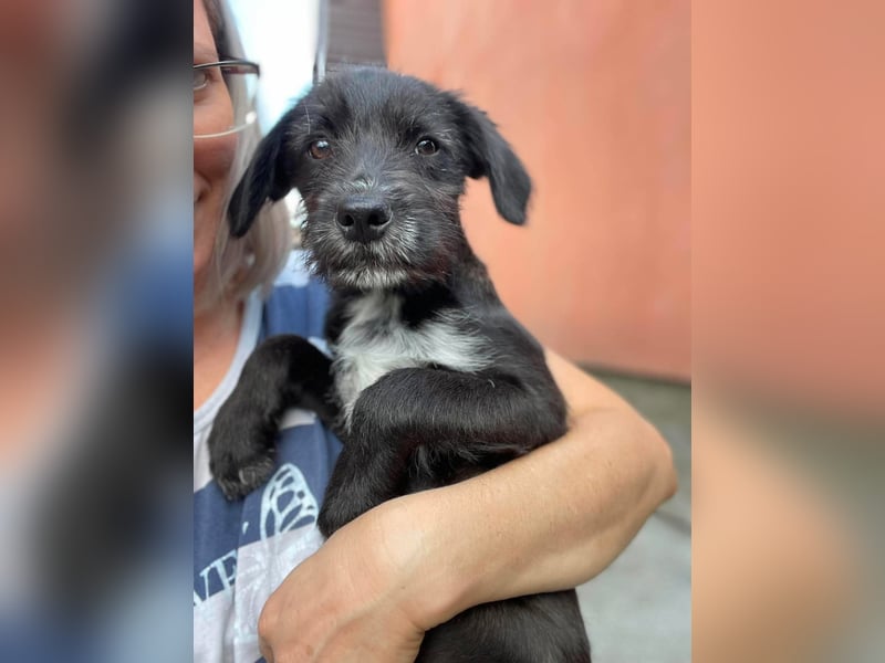 MILLIE - liebevolles Hundemädchen sucht ihr Zuhause