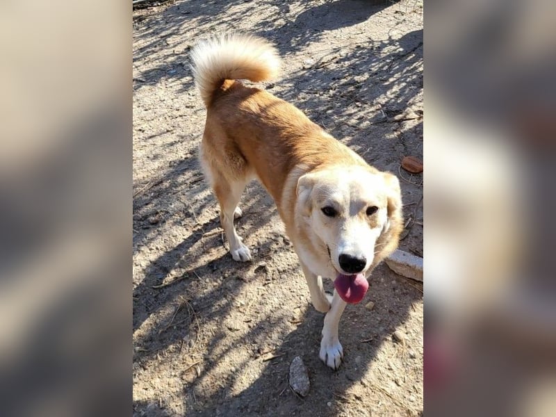 LENNI - bringt Lebensfreude ins Haus