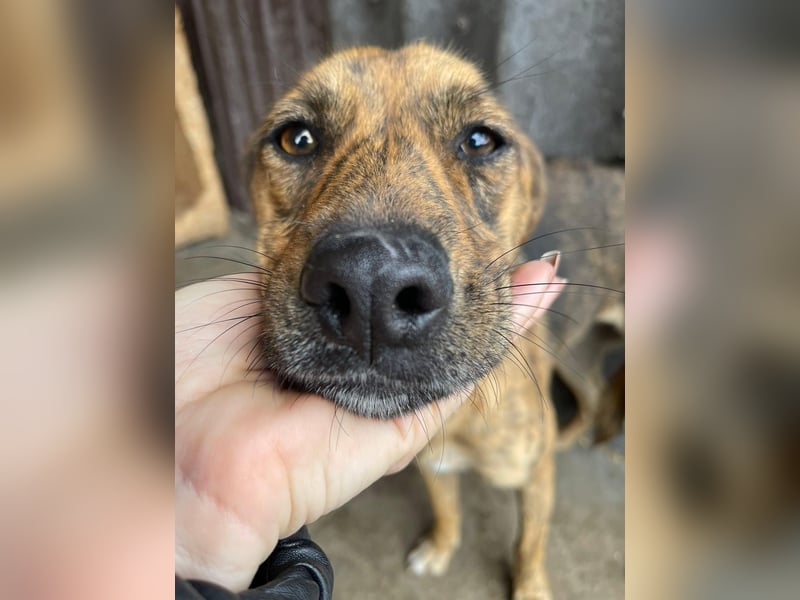 MOLLY - aufgewecktes Hundemädchen