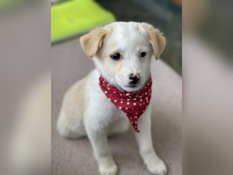 PRESTON - Zuckerbub sucht seine Menschen *reserviert*