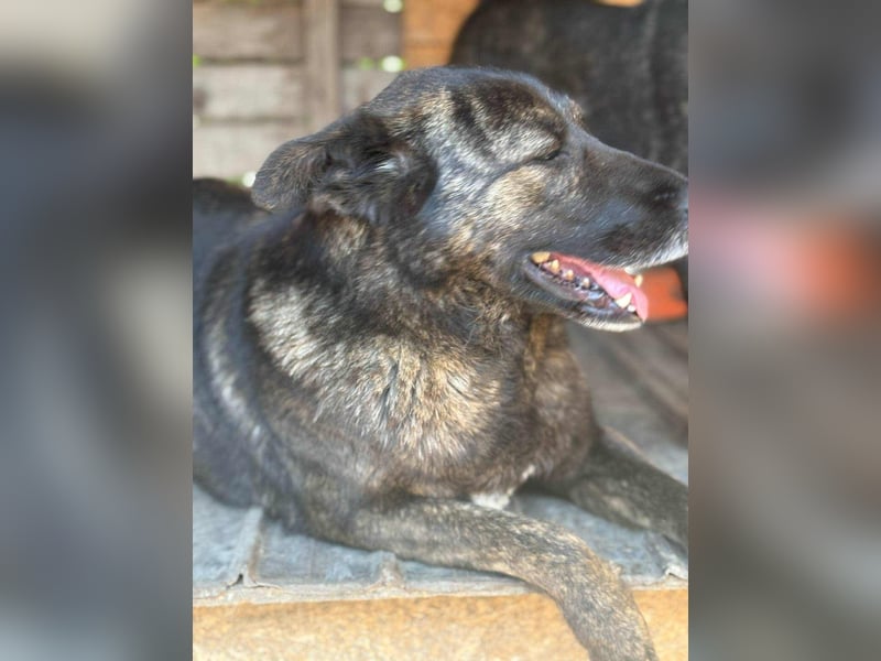 LOLA - Traumzuhause gesucht