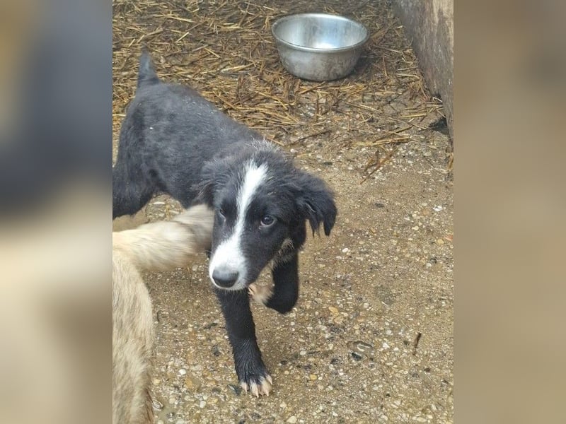 REX - sucht seinen sicheren Hafen