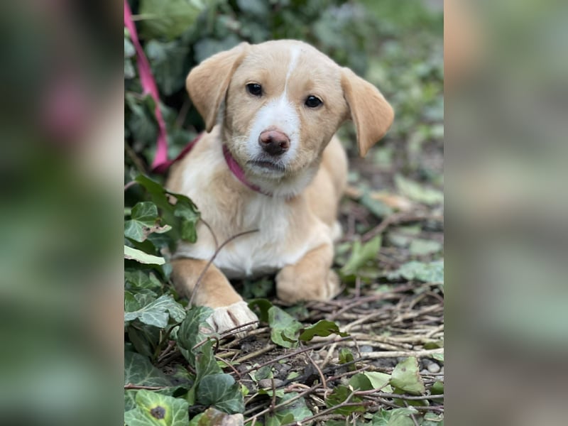 PAULA - liebevolles Hundemädchen *reserviert*