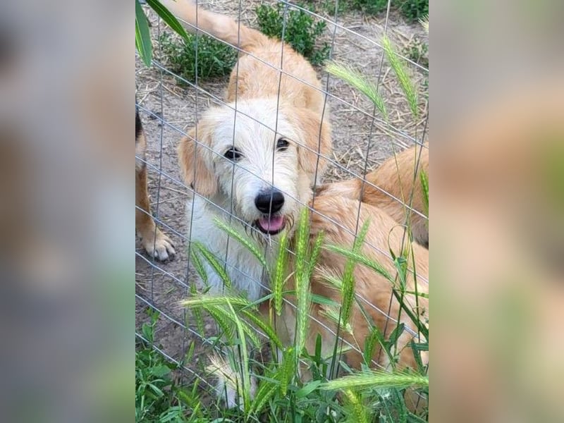 LUCA - ist bereit für Abenteuer *reserviert*