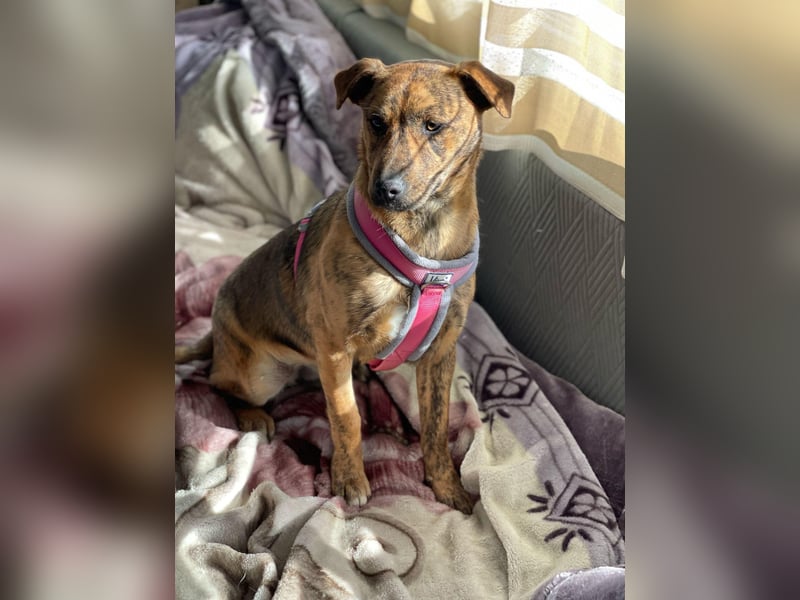 MOLLY - aufgewecktes Hundemädchen