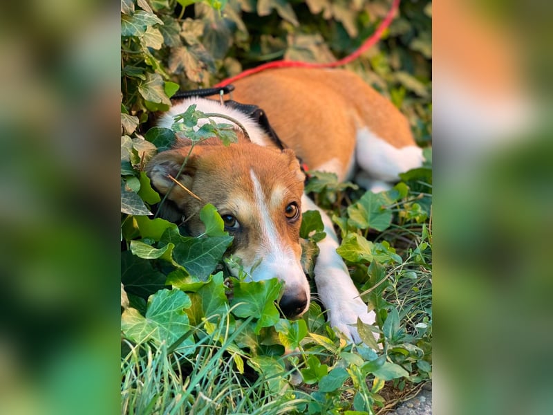 IVY - liebes Hundemädchen