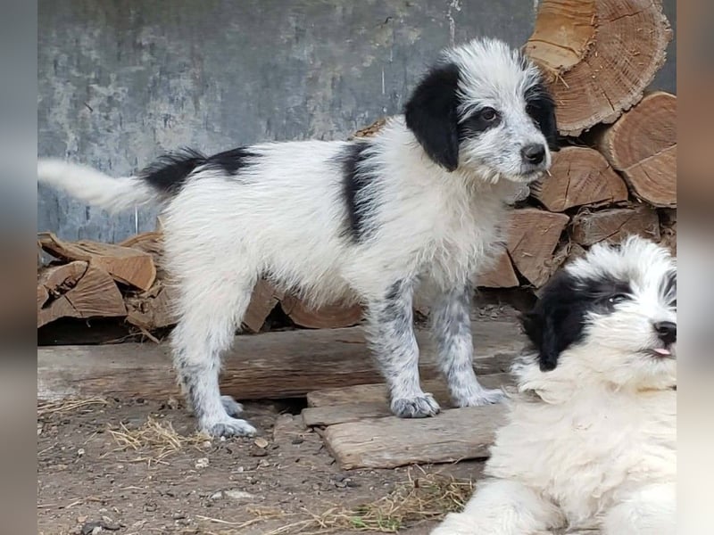 ARYA - zuckersüßes Hundekind
