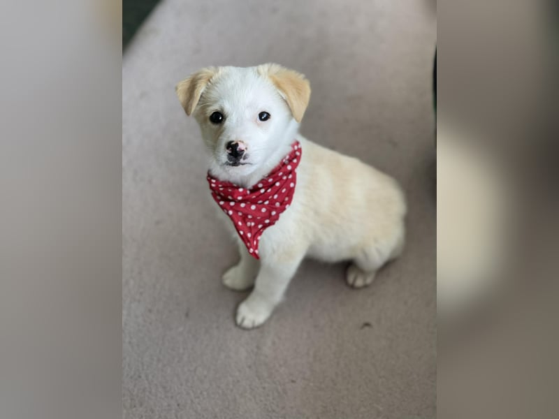 PRESTON - Zuckerbub sucht seine Menschen *reserviert*