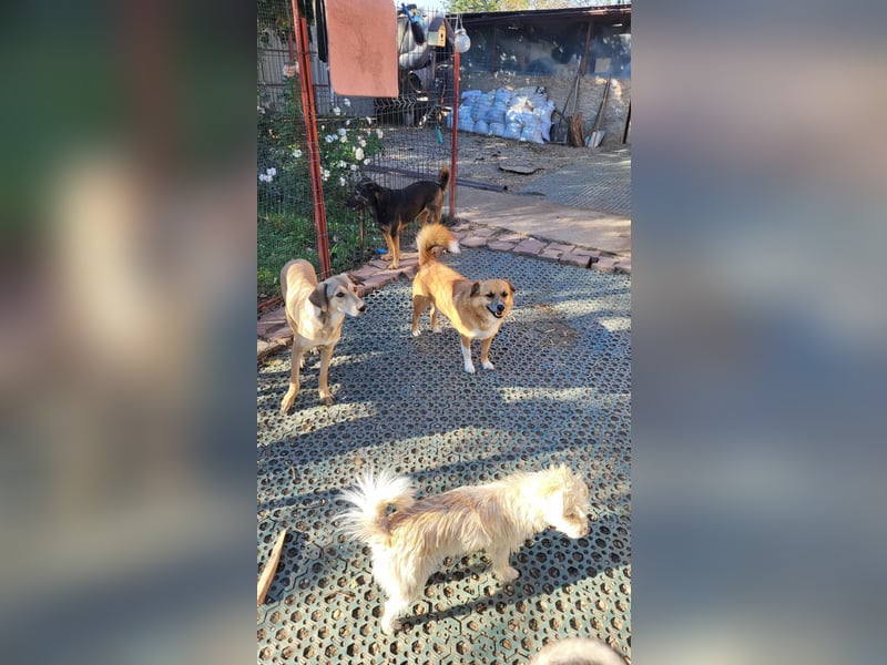 RICKY - sucht seinen sicheren Hafen