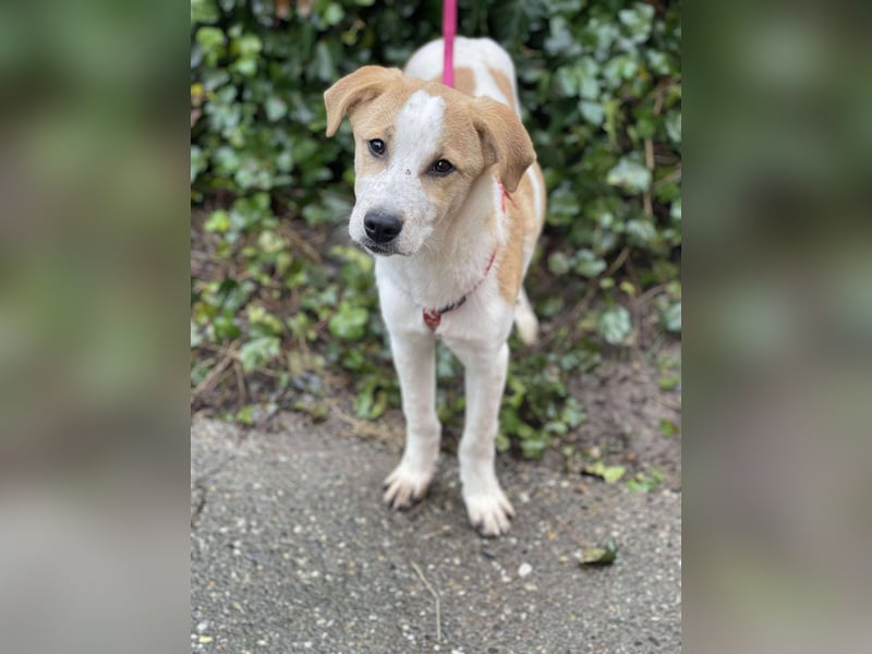 HANNAH - sucht ihre Menschen