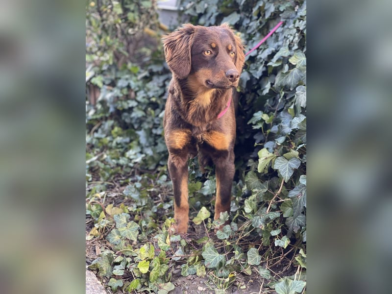 ROSIE - verspielte Schönheit *reserviert*