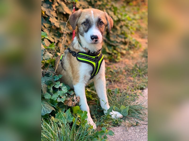 KOA - Traumzuhause gesucht