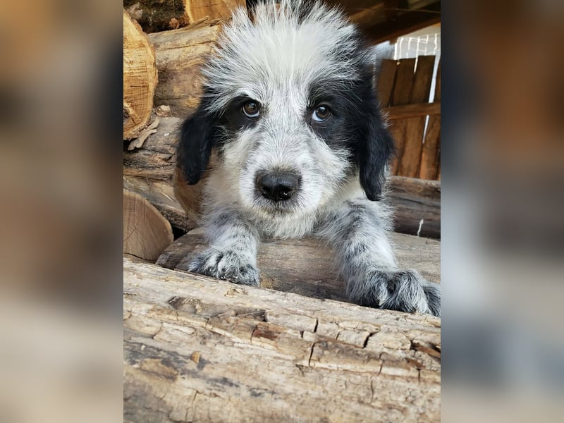 ARYA - zuckersüßes Hundekind