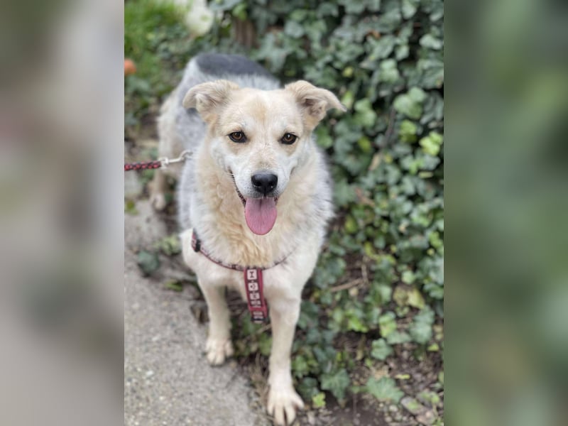 MAYA - sucht ihre Menschen