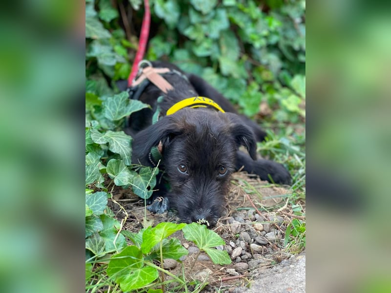 MILLIE - liebevolles Hundemädchen sucht ihr Zuhause