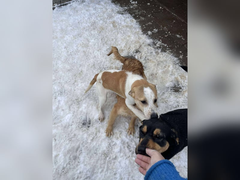 HANNAH - sucht ihre Menschen