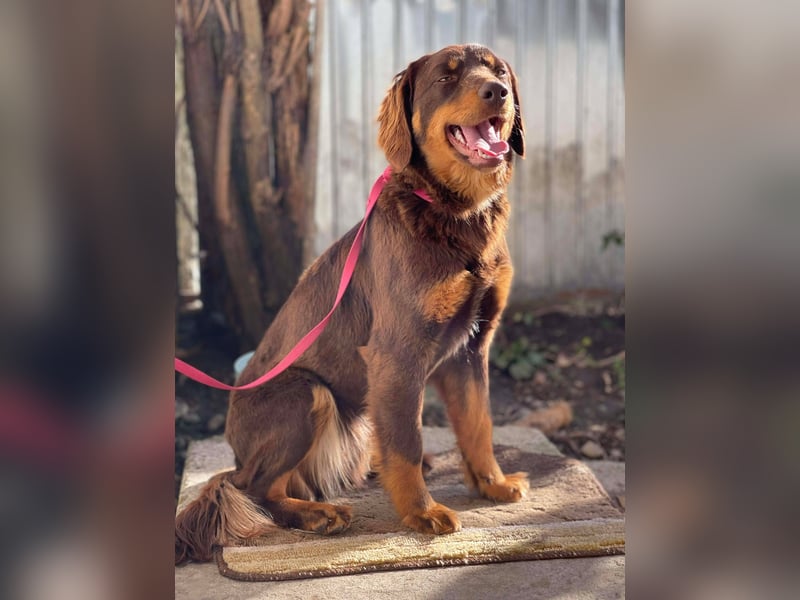 ROSIE - verspielte Schönheit *reserviert*